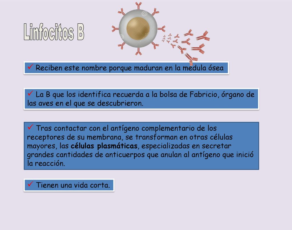 Linfocitos B Reciben este nombre porque maduran en la médula ósea
