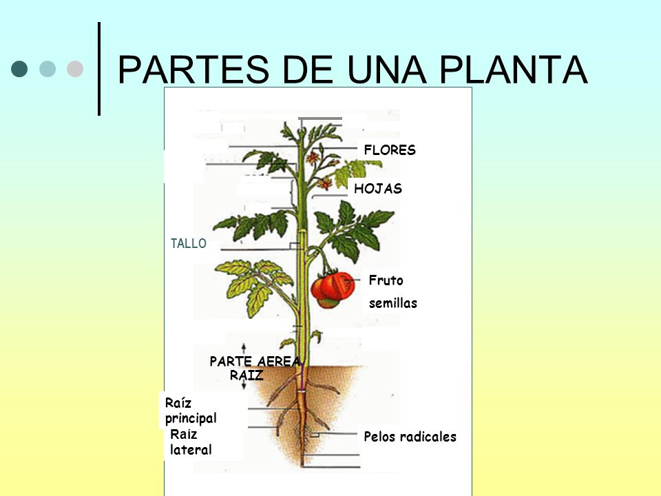 PARTES DE UNA PLANTA FLORES HOJAS TALLO Fruto semillas PARTE AEREA