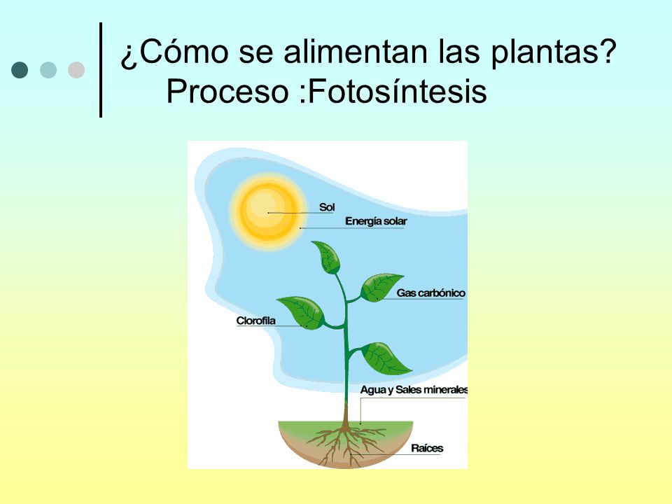 ¿Cómo se alimentan las plantas Proceso :Fotosíntesis