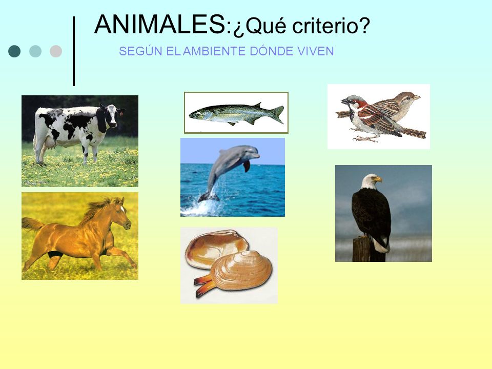 ANIMALES:¿Qué criterio