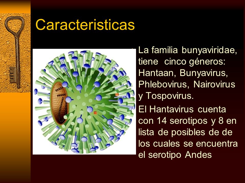 Caracteristicas La familia bunyaviridae, tiene cinco géneros: Hantaan, Bunyavirus, Phlebovirus, Nairovirus y Tospovirus.