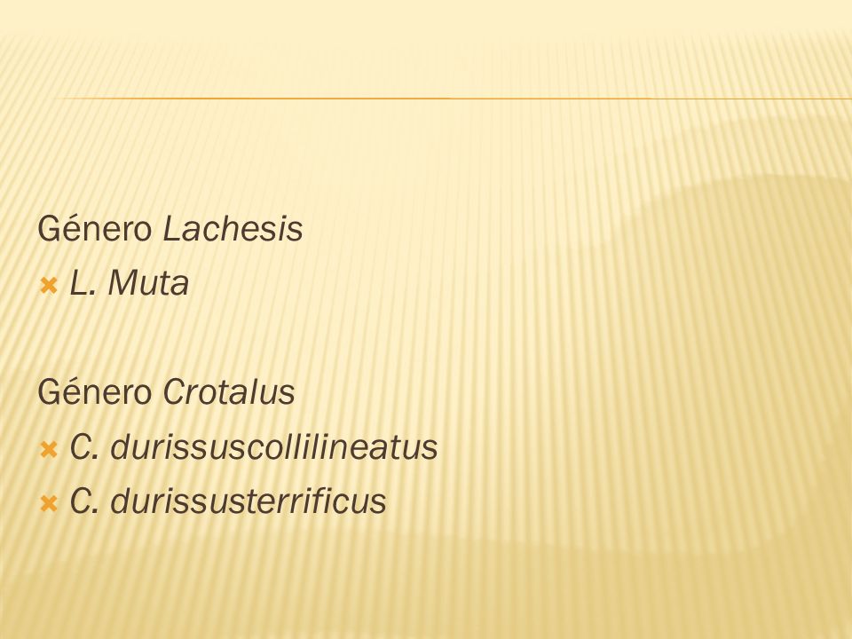 Género Lachesis L. Muta Género Crotalus C. durissuscollilineatus C. durissusterrificus