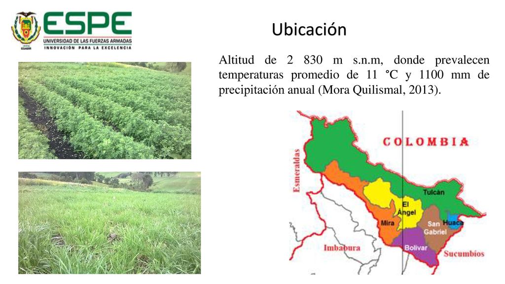 Ubicación Altitud de m s.n.m, donde prevalecen temperaturas promedio de 11 °C y 1100 mm de precipitación anual (Mora Quilismal, 2013).