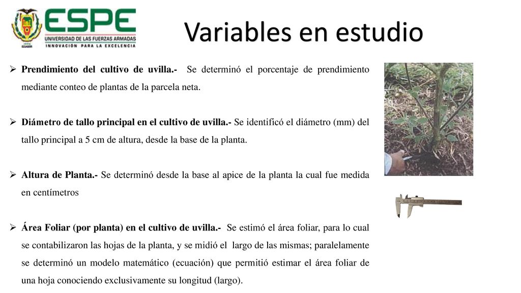 Variables en estudio Prendimiento del cultivo de uvilla.- Se determinó el porcentaje de prendimiento mediante conteo de plantas de la parcela neta.