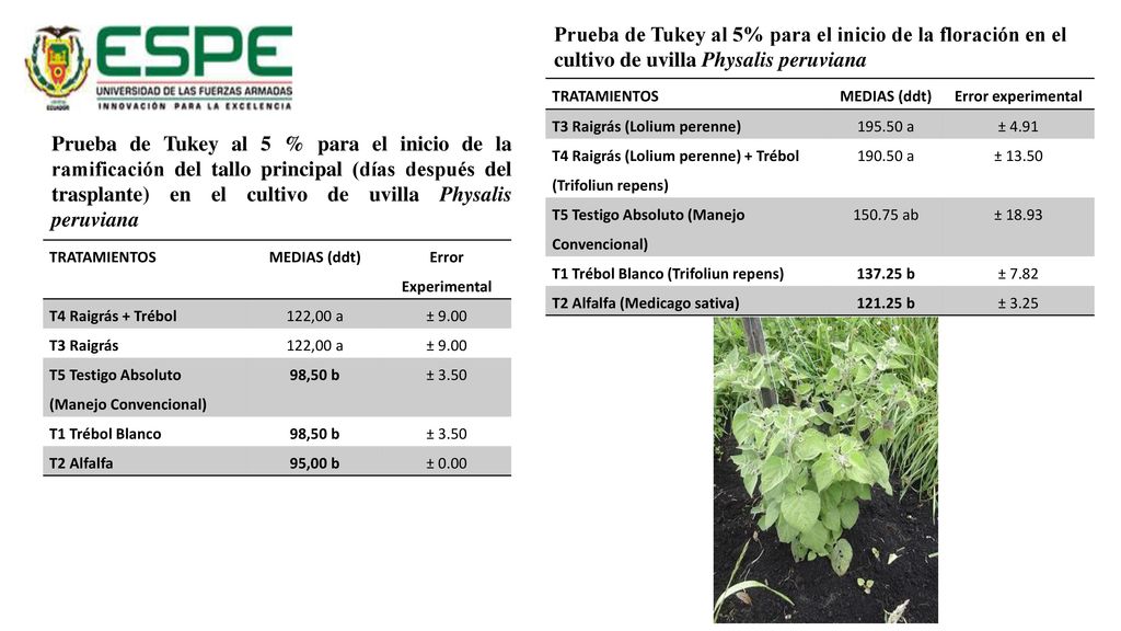Prueba de Tukey al 5% para el inicio de la floración en el cultivo de uvilla Physalis peruviana