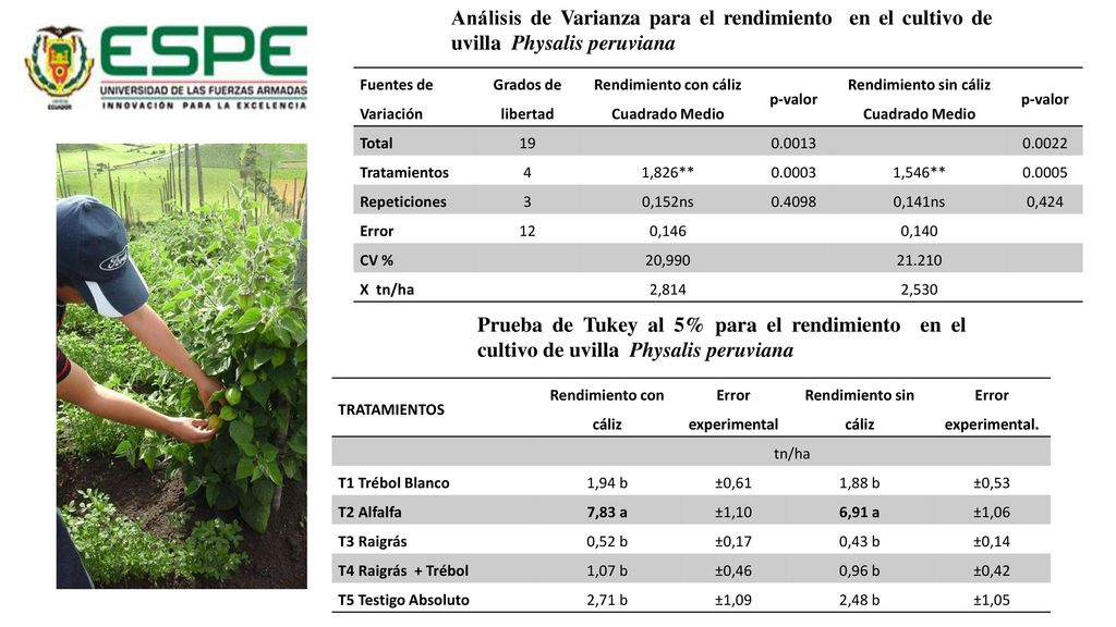 Análisis de Varianza para el rendimiento en el cultivo de uvilla Physalis peruviana