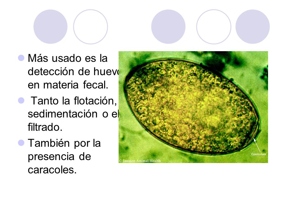 Más usado es la detección de huevos en materia fecal.