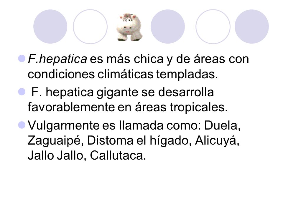 F.hepatica es más chica y de áreas con condiciones climáticas templadas.