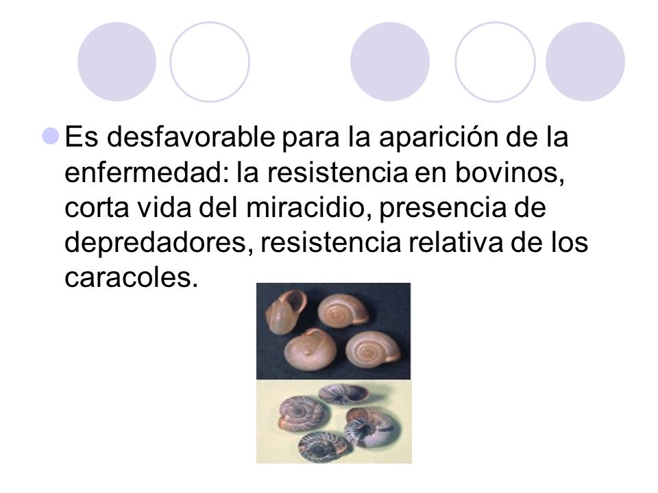 Es desfavorable para la aparición de la enfermedad: la resistencia en bovinos, corta vida del miracidio, presencia de depredadores, resistencia relativa de los caracoles.