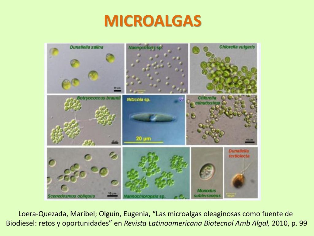 MICROALGAS Loera-Quezada, Maribel; Olguín, Eugenia, Las microalgas oleaginosas como fuente de.