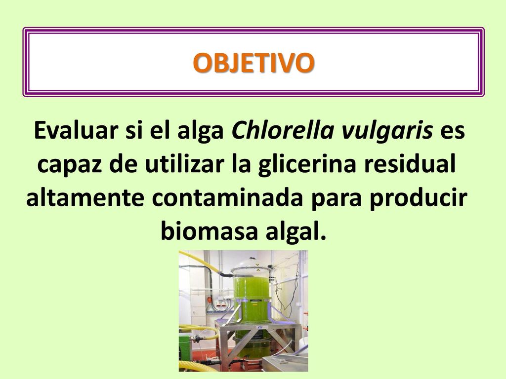 OBJETIVO Evaluar si el alga Chlorella vulgaris es capaz de utilizar la glicerina residual altamente contaminada para producir biomasa algal.