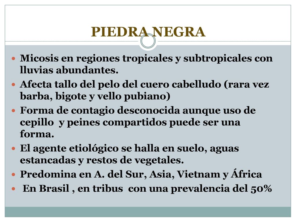 PIEDRA NEGRA Micosis en regiones tropicales y subtropicales con lluvias abundantes.