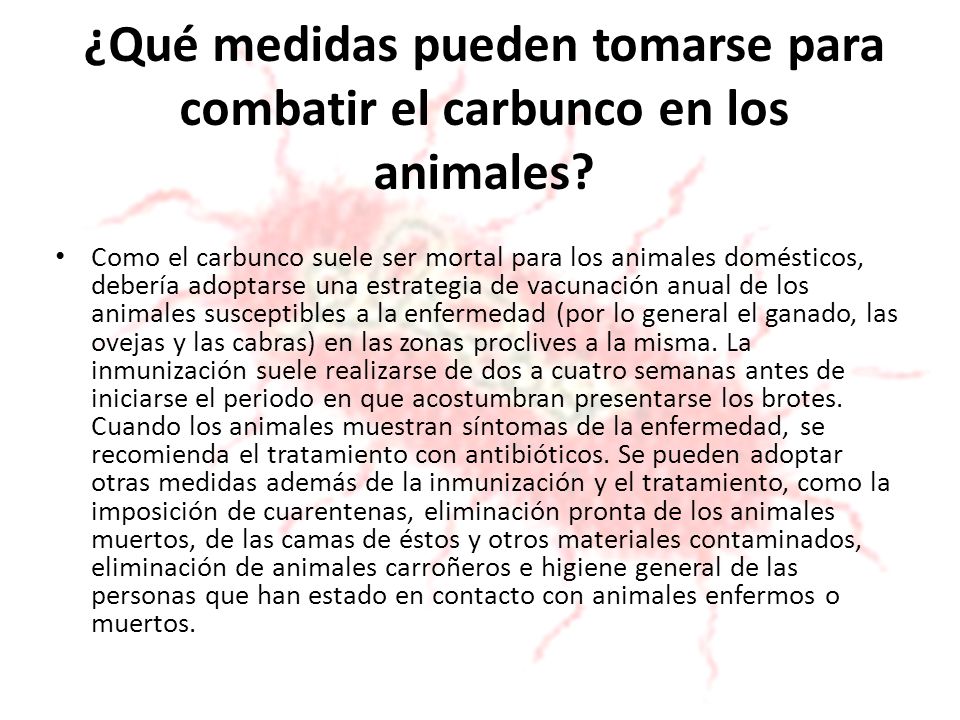 ¿Qué medidas pueden tomarse para combatir el carbunco en los animales