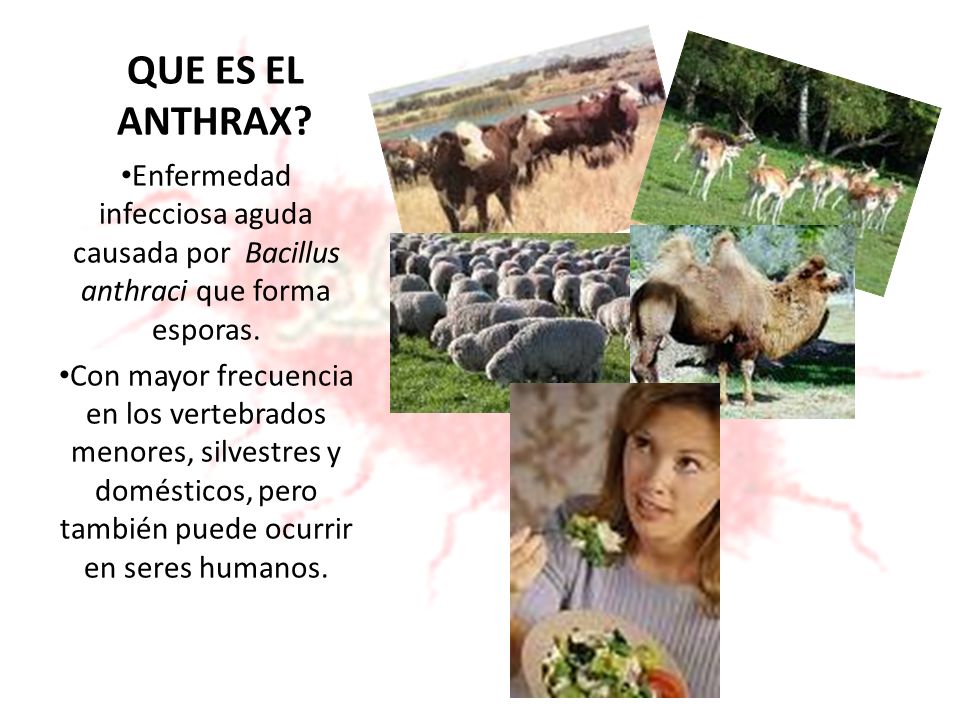 QUE ES EL ANTHRAX Enfermedad infecciosa aguda causada por Bacillus anthraci que forma esporas.