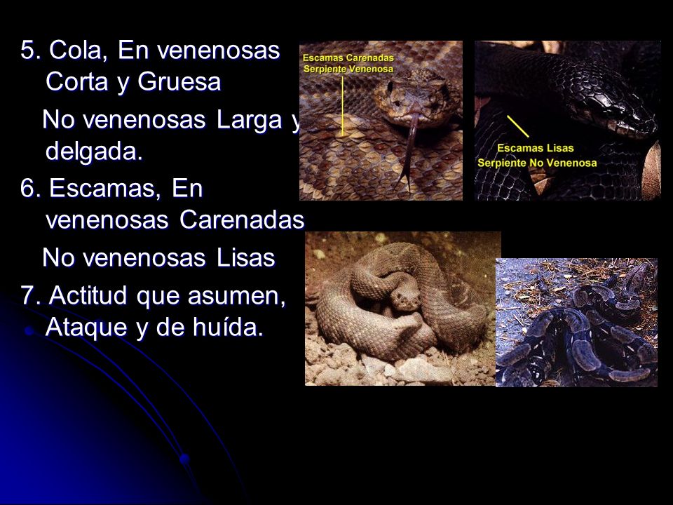 5. Cola, En venenosas Corta y Gruesa