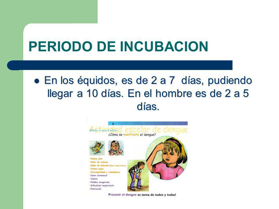 PERIODO DE INCUBACION En los équidos, es de 2 a 7 días, pudiendo llegar a 10 días.