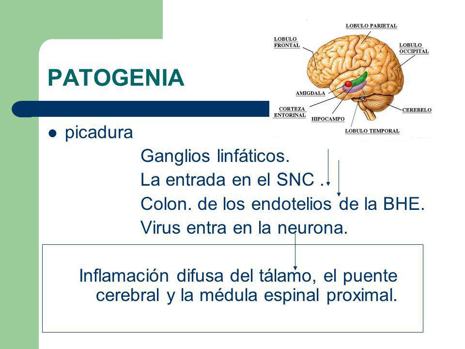 PATOGENIA picadura Ganglios linfáticos. La entrada en el SNC .