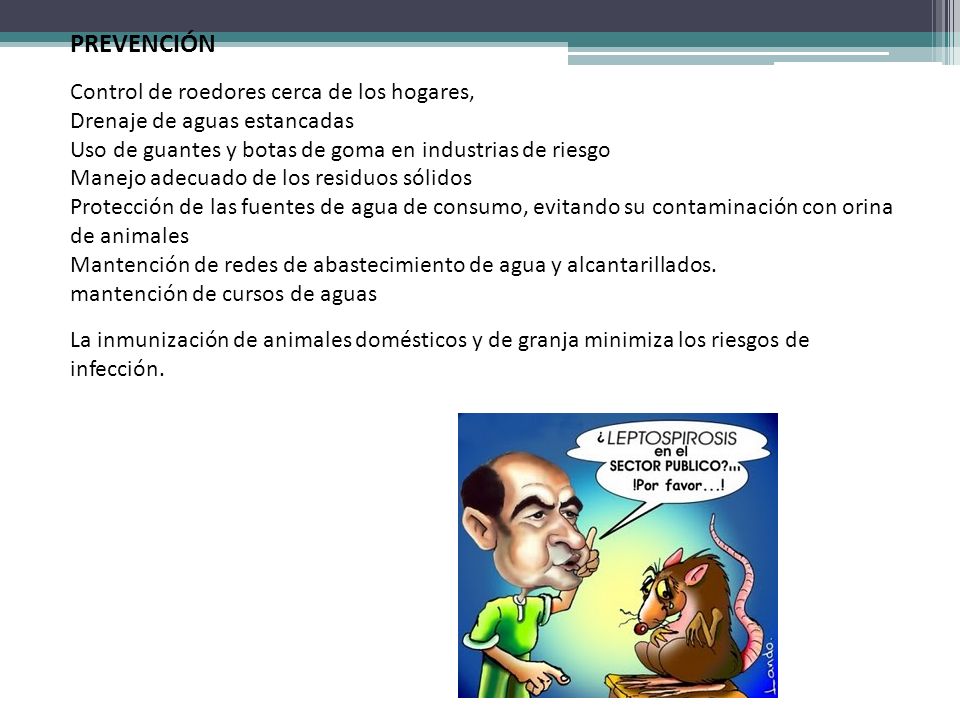 PREVENCIÓN Control de roedores cerca de los hogares, Drenaje de aguas estancadas Uso de guantes y botas de goma en industrias de riesgo Manejo adecuado de los residuos sólidos Protección de las fuentes de agua de consumo, evitando su contaminación con orina de animales Mantención de redes de abastecimiento de agua y alcantarillados.