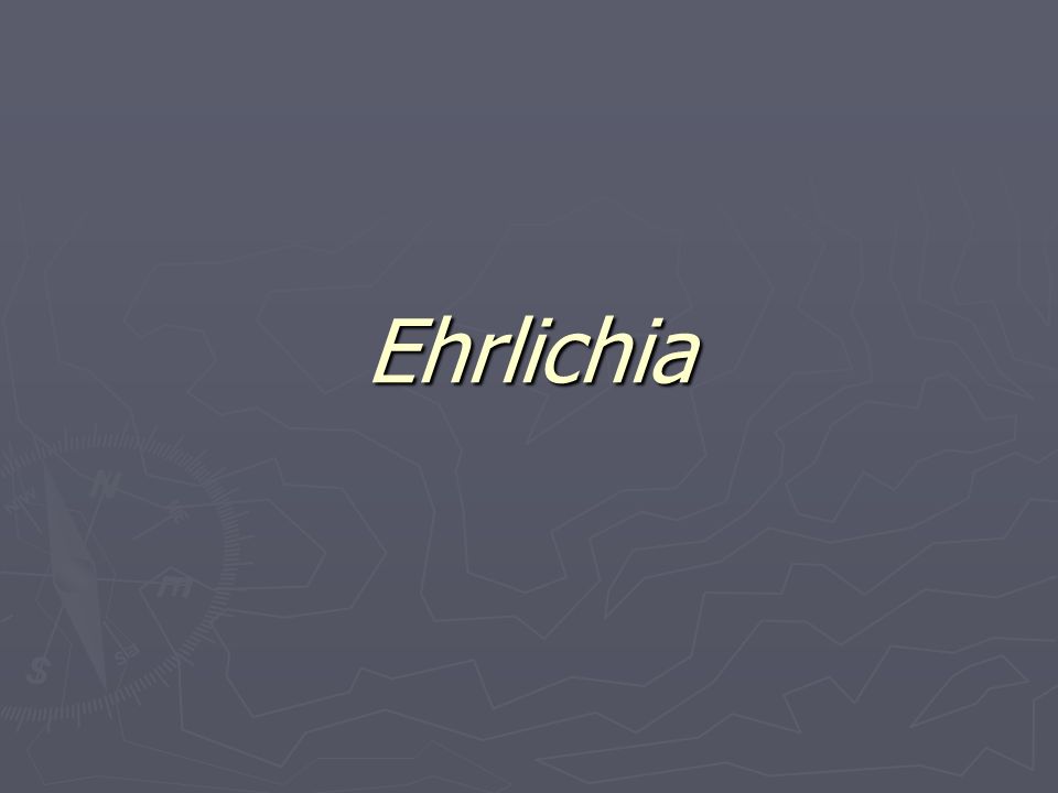 Ehrlichia