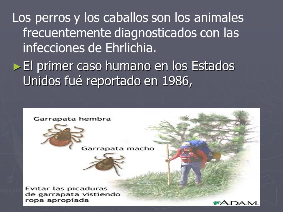 Los perros y los caballos son los animales frecuentemente diagnosticados con las infecciones de Ehrlichia.