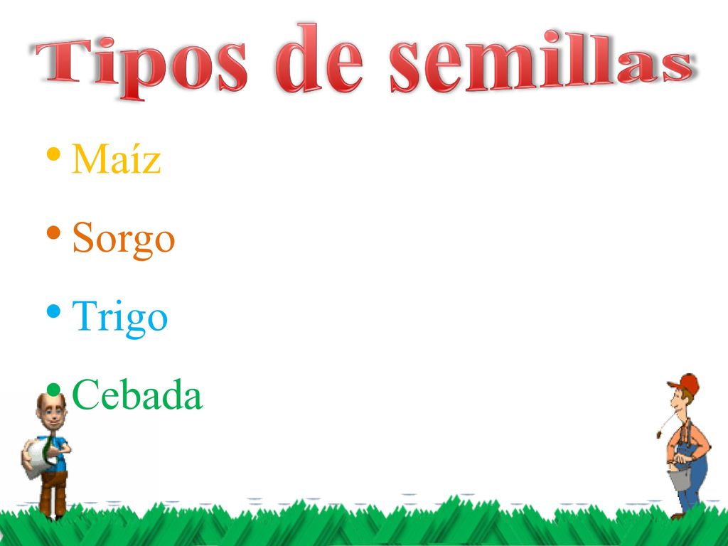 Tipos de semillas Maíz Sorgo Trigo Cebada