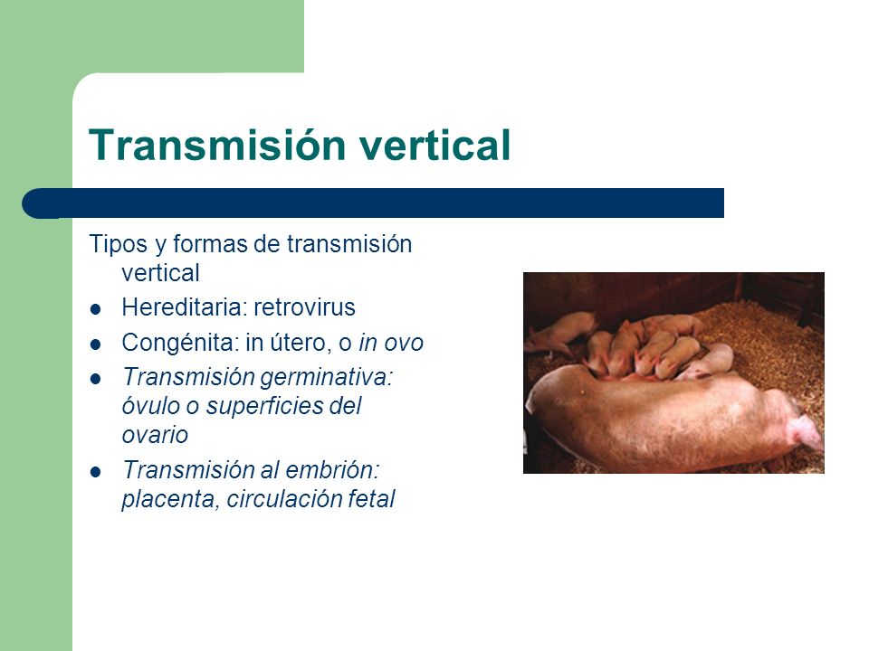 Transmisión vertical Tipos y formas de transmisión vertical