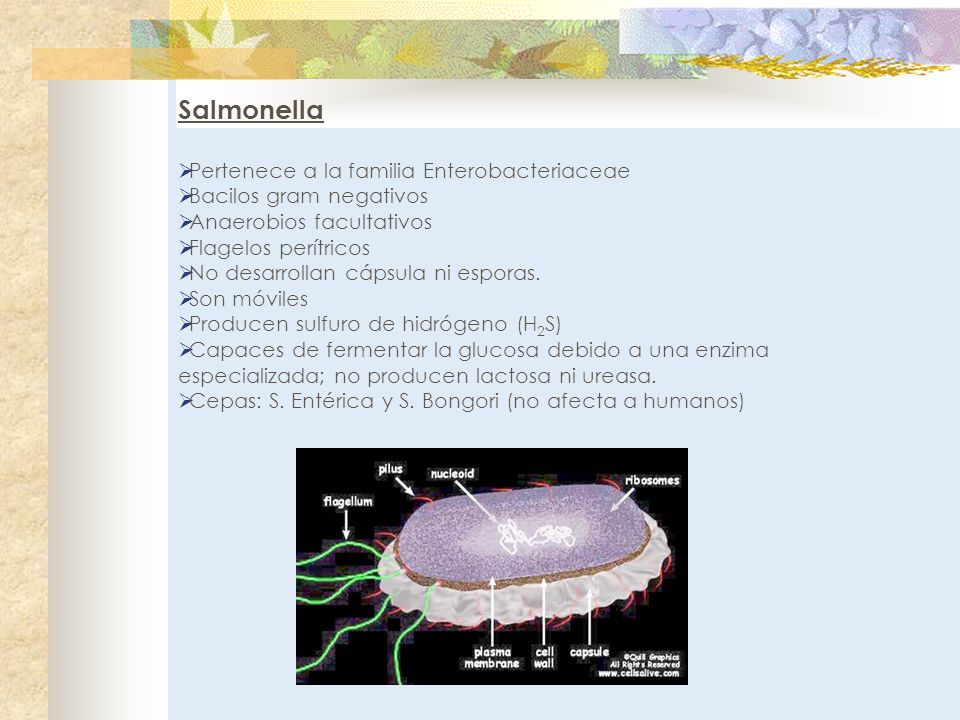 Salmonella Pertenece a la familia Enterobacteriaceae