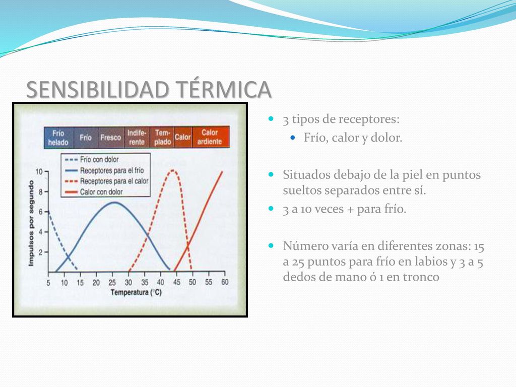 SENSIBILIDAD TÉRMICA 3 tipos de receptores: Frío, calor y dolor.