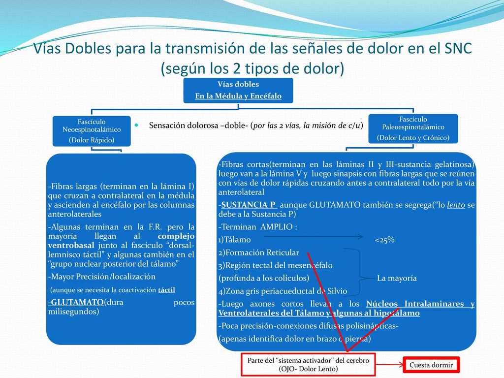 Vías Dobles para la transmisión de las señales de dolor en el SNC (según los 2 tipos de dolor)