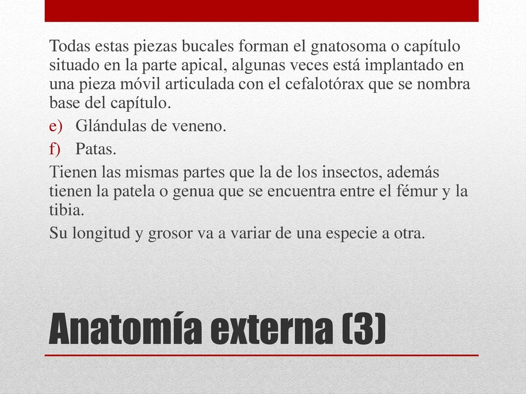 Todas estas piezas bucales forman el gnatosoma o capítulo situado en la parte apical, algunas veces está implantado en una pieza móvil articulada con el cefalotórax que se nombra base del capítulo.