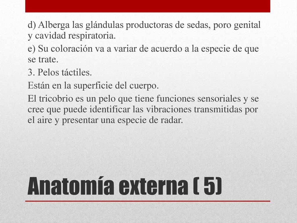 d) Alberga las glándulas productoras de sedas, poro genital y cavidad respiratoria.