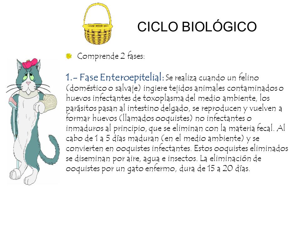 CICLO BIOLÓGICO 1.- Fase Enteroepitelial: Se realiza cuando un felino