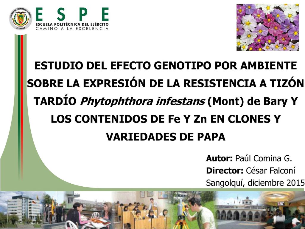 ESTUDIO DEL EFECTO GENOTIPO POR AMBIENTE SOBRE LA EXPRESIÓN DE LA RESISTENCIA A TIZÓN TARDÍO Phytophthora infestans (Mont) de Bary Y LOS CONTENIDOS DE Fe Y Zn EN CLONES Y VARIEDADES DE PAPA