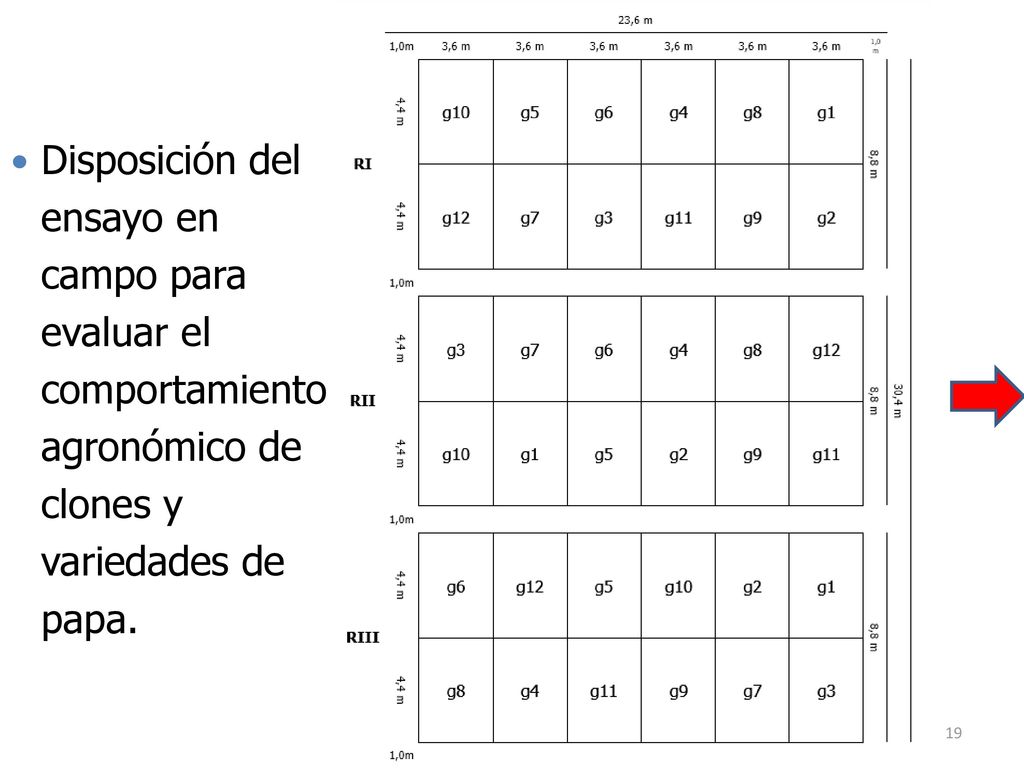 Disposición del ensayo en campo para evaluar el comportamiento agronómico de clones y variedades de papa.