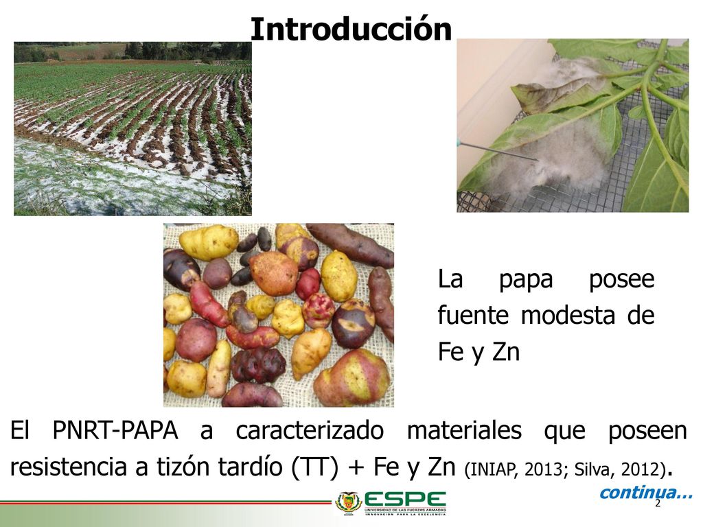Introducción La papa posee fuente modesta de Fe y Zn