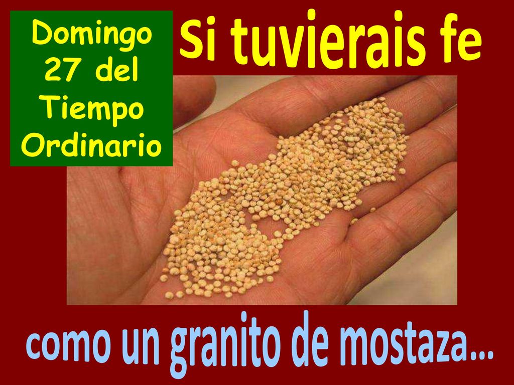 Domingo 27 del Tiempo Ordinario como un granito de mostaza…