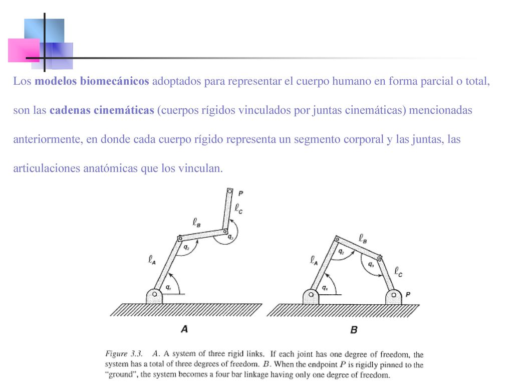 Los modelos biomecánicos adoptados para representar el cuerpo humano en forma parcial o total, son las cadenas cinemáticas (cuerpos rígidos vinculados por juntas cinemáticas) mencionadas anteriormente, en donde cada cuerpo rígido representa un segmento corporal y las juntas, las articulaciones anatómicas que los vinculan.