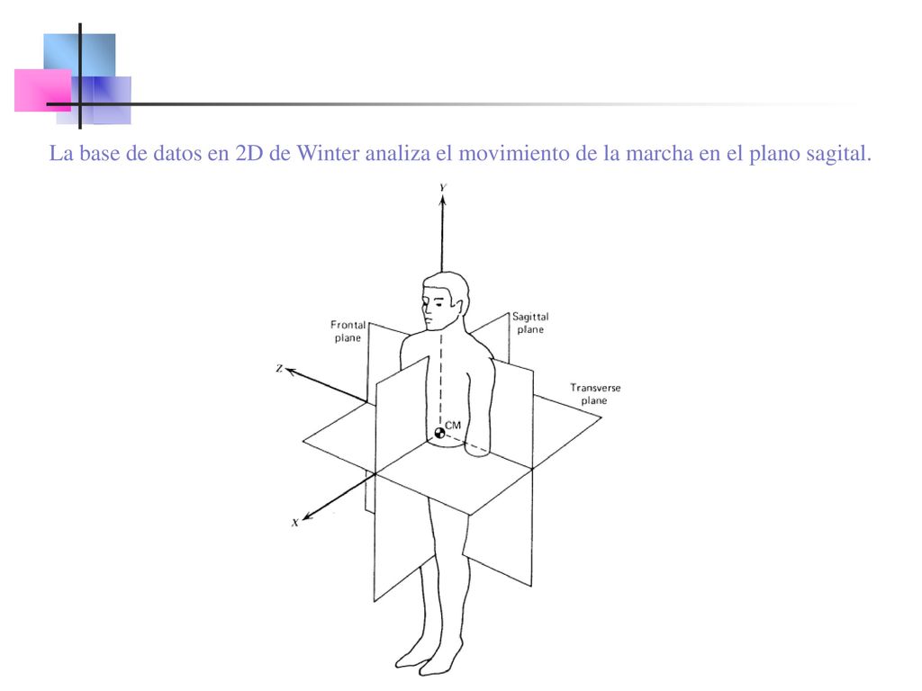 La base de datos en 2D de Winter analiza el movimiento de la marcha en el plano sagital.