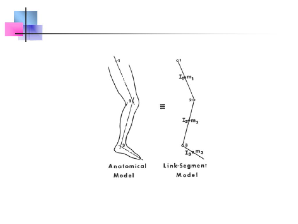 Relación entre segmentos anatómicos de la extremidad inferior y un modelo de cuerpos múltiples equivalente.