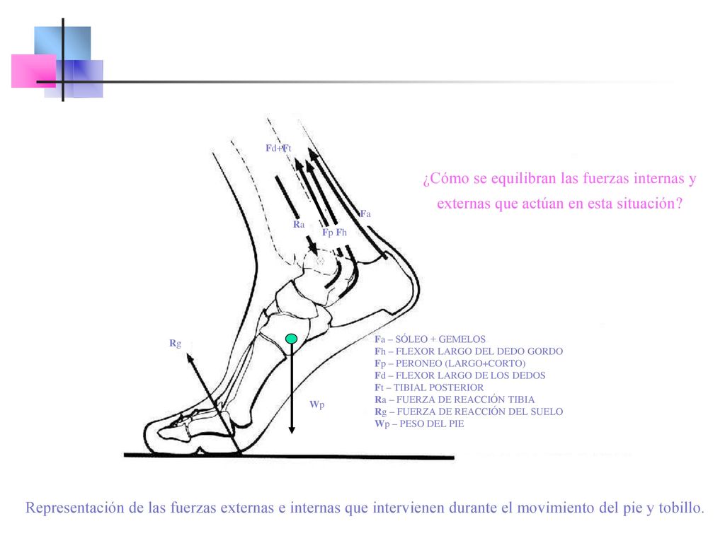 Fa Fp Fh. Fd+Ft. Ra. Rg. Fa – SÓLEO + GEMELOS. Fh – FLEXOR LARGO DEL DEDO GORDO. Fp – PERONEO (LARGO+CORTO)