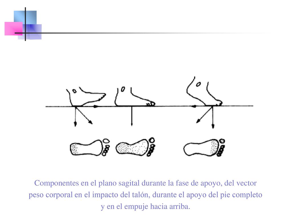 Componentes en el plano sagital durante la fase de apoyo, del vector peso corporal en el impacto del talón, durante el apoyo del pie completo y en el empuje hacia arriba.