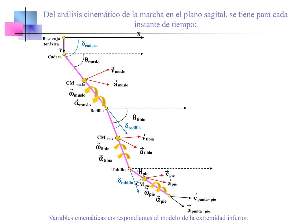 Del análisis cinemático de la marcha en el plano sagital, se tiene para cada instante de tiempo: