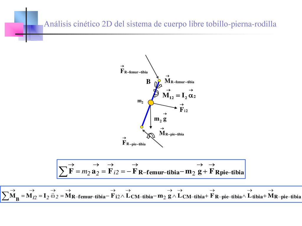 Diagrama de cuerpo libre del sistema rodilla – tibia - tobillo.