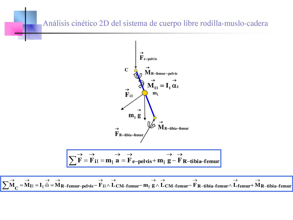 Diagrama de cuerpo libre del sistema cadera – fémur – rodilla.