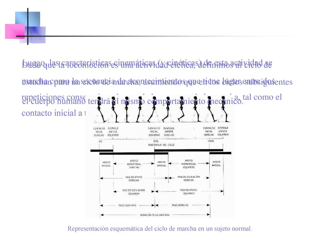 Representación esquemática del ciclo de marcha en un sujeto normal.