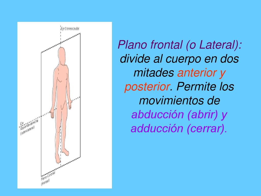 Plano frontal (o Lateral): divide al cuerpo en dos mitades anterior y posterior.
