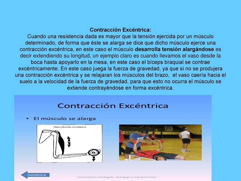 Contracción Excéntrica: Cuando una resistencia dada es mayor que la tensión ejercida por un músculo determinado, de forma que éste se alarga se dice que dicho músculo ejerce una contracción excéntrica, en este caso el músculo desarrolla tensión alargándose es decir extendiendo su longitud, un ejemplo claro es cuando llevamos el vaso desde la boca hasta apoyarlo en la mesa, en este caso el bíceps braquial se contrae excéntricamente.
