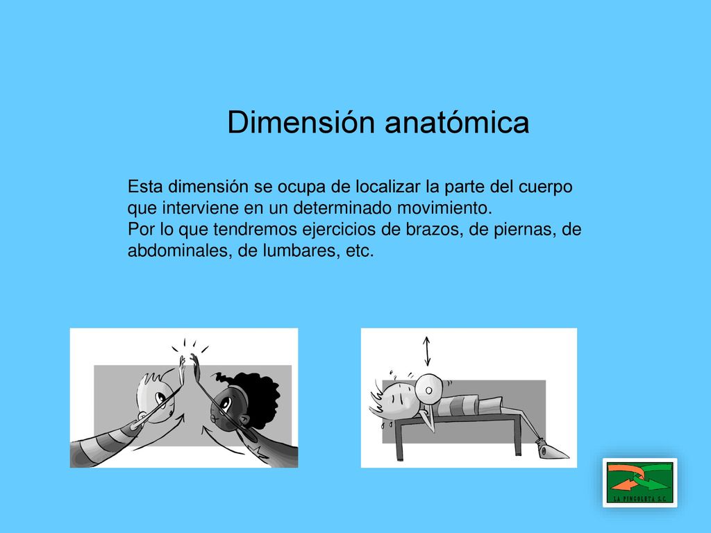 Dimensión anatómica Esta dimensión se ocupa de localizar la parte del cuerpo que interviene en un determinado movimiento.