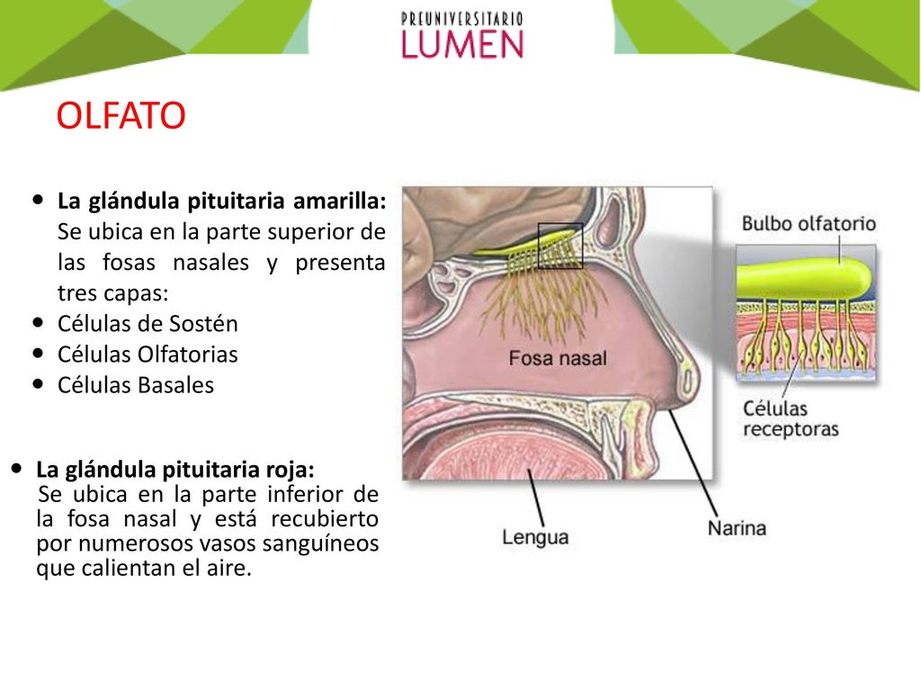 OLFATO La glándula pituitaria amarilla: Se ubica en la parte superior de las fosas nasales y presenta tres capas: