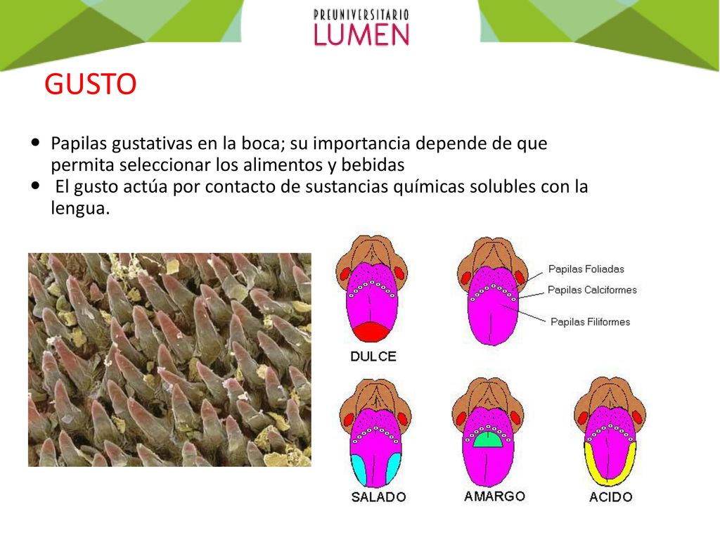 GUSTO Papilas gustativas en la boca; su importancia depende de que permita seleccionar los alimentos y bebidas.